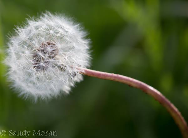 11990419_941103882605558_8856069302986102616_n