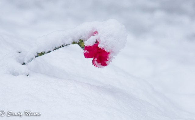 Fols who "borrowed" our firepit left behind a flower in thanks..sweet