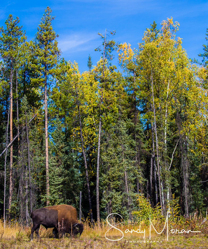 The Trifecta: Fall Colors, Bison and Northern Lights – Wandering Under ...