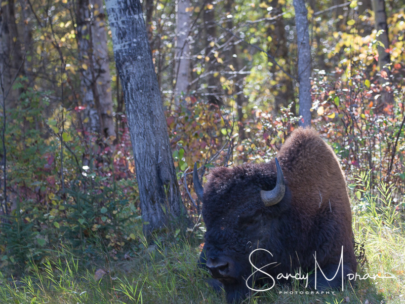 The Trifecta: Fall Colors, Bison and Northern Lights – Wandering Under ...