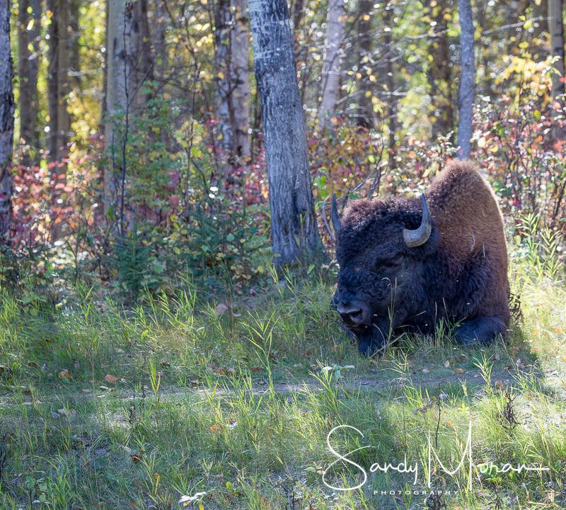 The Trifecta: Fall Colors, Bison and Northern Lights – Wandering Under ...